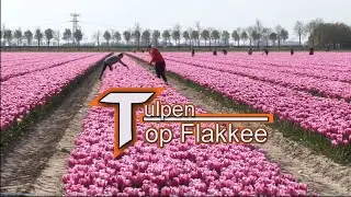Tulpen op eiland Goeree Overflakkee - lange versie met drone opnamen.