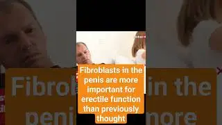 Fibroblasts in the penis are more important for erectile function than previously thought