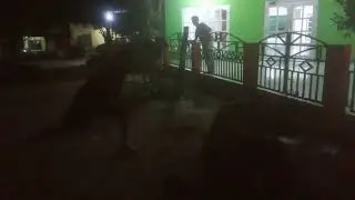 KOREK PANTAT SAPI PAKE KAYU, AUTO KENCING DALAM CELANA