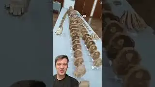 Анатомия | SMITUP | 