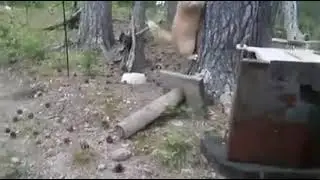 Cat Chases Bear Up Tree