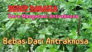 RESEP Baru Mencegah Antraknosa Cabe Yang Jarang Diketahui Petani