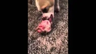 our dog eating a ham bone