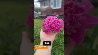 #ruslanlyudmila #дача #изгородавдеревню #пионы