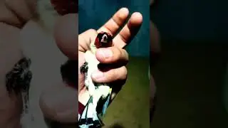Щегол с большой маской