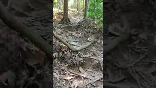 masuk hutan bukit larut