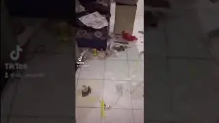 GUILTY OR NOT GUILTY DOG? | MESS MADE BY DOG | TIKTOK guilty dog videos