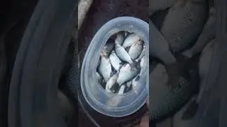 Живец на зиму.