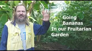 Harvesting Bananas From Our Garden