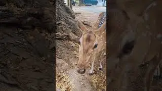 Сказочные олени в Тринкомали • Шри-Ланка