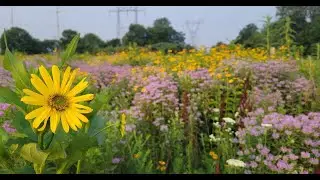 Monitoring in The Meadoway
