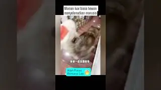 Momen luar biasa hewan menyelamatkan manusia