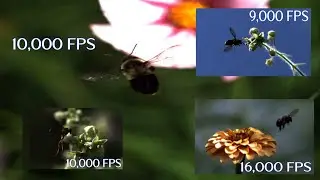 Birds, Bees, and Wasps filmed with the Photron Nova high speed camera