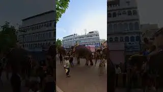 ದಸರಾ 2024 ಆನೆಗಳಿಗೆ ಸ್ಥಳೀಯರು ಕೊಡುವ ಹೂವಿನ ಹಾರ People giving garlands to Dasara Elephants 2024