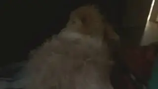 Look at my dog getting jealous
