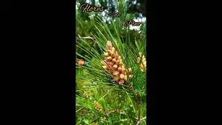 flores de pino #shorts #pino #flores #flowers #plantas #plants