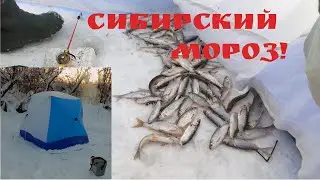 РЫБАЛКА В ЛЮТЫЙ МОРОЗ НА МИКРОРЕЧКЕ.  БЕШЕННЫЙ КЛЁВ ЕЛЬЦА!