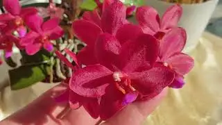 Невероятное цветение орхидеи Buddha's Treasure