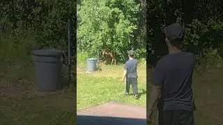 Alaska baby moose