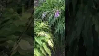 Хосты 'Ringtail' и 'Curly Fries' 2 #short #shorts #hosta #хоста