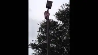 Climbing the street light