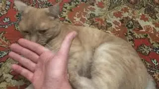 Коты при Путине.