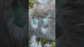 Лось умер своей смертью