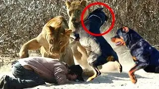 الروت وايلر يدافع عن صاحبه حتي الموت ، هذا اخطر واشرس كلب ممنوع امتلاكه في كل دول العالم الروت وايلر