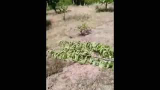 Geyve'de Kiraz Bahçesine Ayı Saldırısı