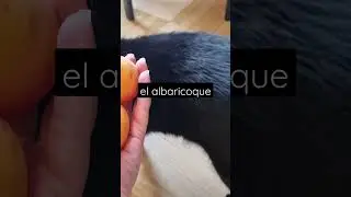 Абрикоси та кіт