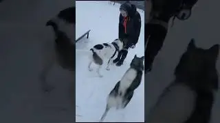 Рей зовёт на помощь!