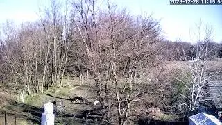 Favágás timelapse