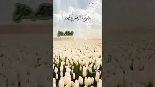 salam 