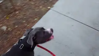 RIP charlie