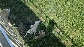 Не смотря на жару львы достаточно активны🦁🌞🐾 ПАРК ЗЕМЛЯ ПРАЙДА 🌿