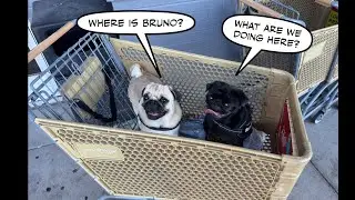 Where is Pug Bruno?