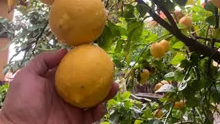My Citrus Trees: Orange, Lemon And Calamondin(Calamansi)