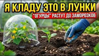 I PUT THIS IN THE HOLE, AND THE CUCUMBERS WILL BE GROWN UNTIL THE FROST! A SECRET THAT PEOPLE KEE...