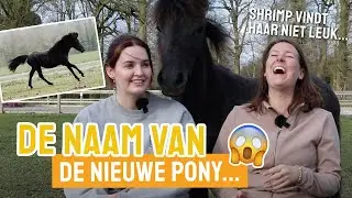 Shrimpi valt de nieuwe pony aan?! || Paarden UPDATE