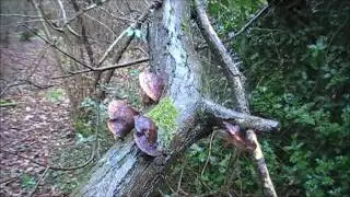 UK BUSHCRAFT A DAY AND NIGHT IN THE WOODS