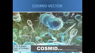 cosmid vector
