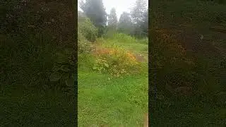 Вид на клумбу из окна.