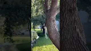 Nao sei nem oque por de título para esse video #esquilos #squirrel #squirrels