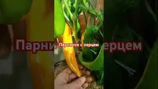 Выращиваю перчик в ужасных условиях 😱
