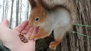 Хорошая белочка / Good squirrel
