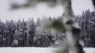 Прогулка по зимнему лесу. Озеро Горица, Выборг. Walk through the winter forest.