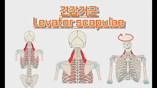 견갑거근/어깨올림근/Levator scapulae 완전 정복!