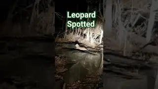 #shorts Leopard in local area || Leopard Spotted