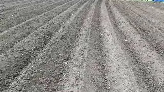 нарезка гребней под посадку картофеля 20.03.2024 г