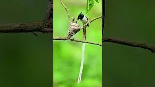 Wildlife Photography Short । Indian Paradise flycatcher | #wildlifephotoghraphy #photographer #birds